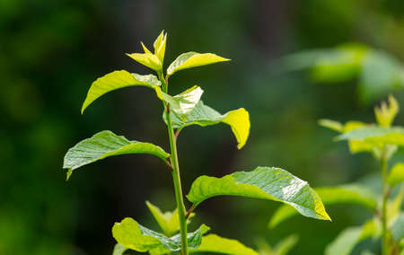 Green leaves on the tree in summer. Close-upの写真素材