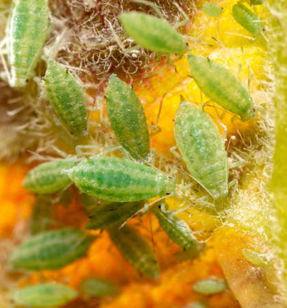 Close-up of aphids on a tree leaf. Macroの写真素材