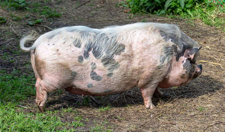 Portrait of a pig in nature. Animal