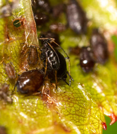 Close-up of aphids on a tree leaf. Macroの写真素材