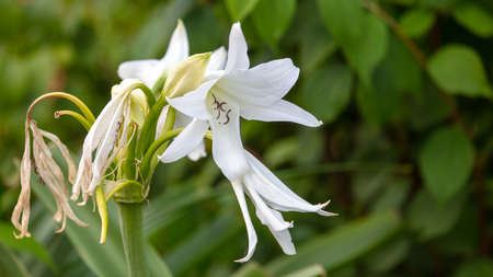Beautiful white flower in nature. Close-upの写真素材