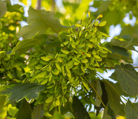 Seeds on a maple tree in summer. Natureの写真素材