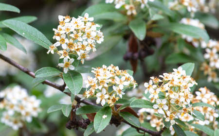 White flowers on a tree in nature. Close-upの写真素材