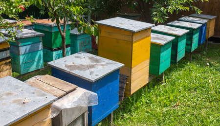 Wooden beehives in the apiary. Farm