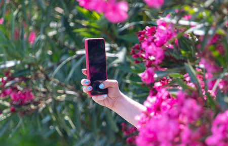 Beautiful pink flower in nature. Close-upの写真素材