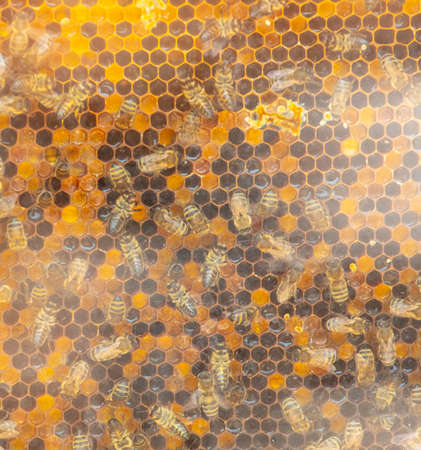 Bees on a beehive in an apiary. Close-up