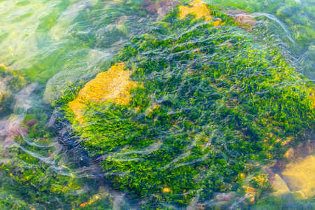 Green mud on stones in the water.