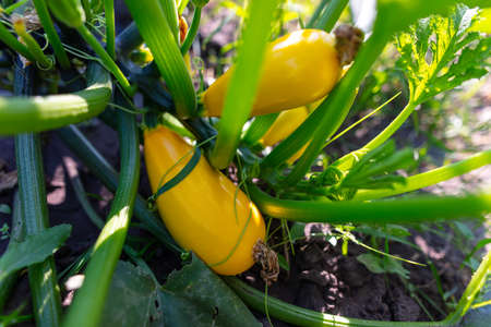 Yellow zucchini fruits on a plant. Close-upの写真素材