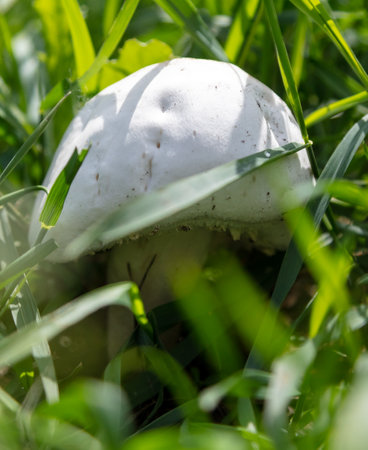 Close-up of white mushroom growing in the ground in nature.の写真素材
