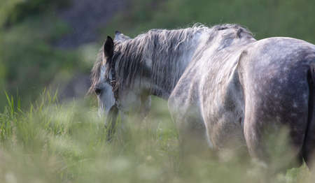 Horse portrait in summer pasture. Animalの写真素材