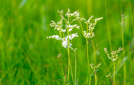 White flowers in green grass in summer. Close-up