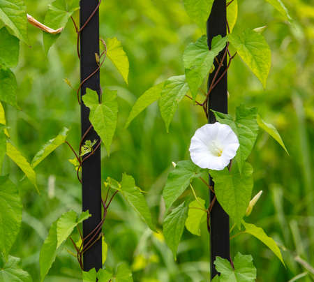 Beautiful white flower in nature. Close-up