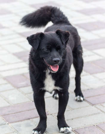 Portrait of a dog in the city.