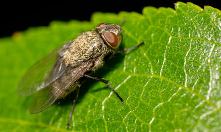 Close-up of a fly on a tree leaf. Macro