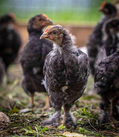 Portrait of a little chicken on the farm. Close-upの写真素材