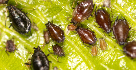 Close-up of aphids on a tree leaf. Macro