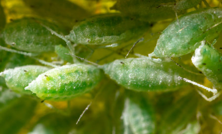 Close-up of aphids on a tree leaf. Macroの写真素材
