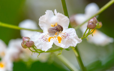 Beautiful chestnut flower in nature. Close-upの写真素材