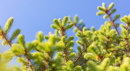 Green needles on coniferous branches against a blue sky.