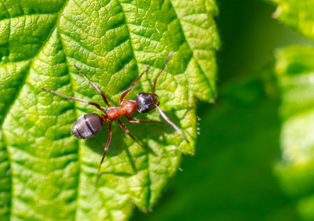 Close-up of an ant on a tree leaf. Macroの写真素材