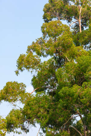 Eucalyptus tree on a background of blue sky in the park.