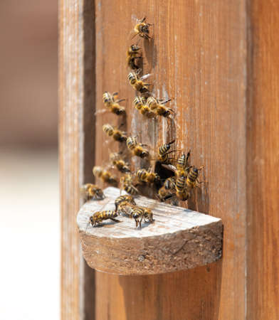 Bees on a beehive in an apiary. Close-up