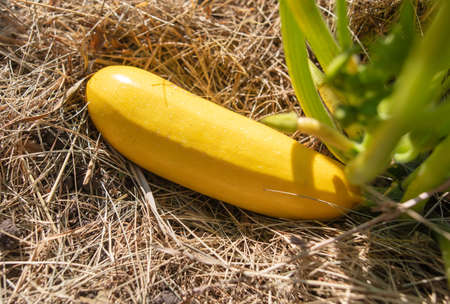 Yellow zucchini grow in the garden. Close-upの写真素材