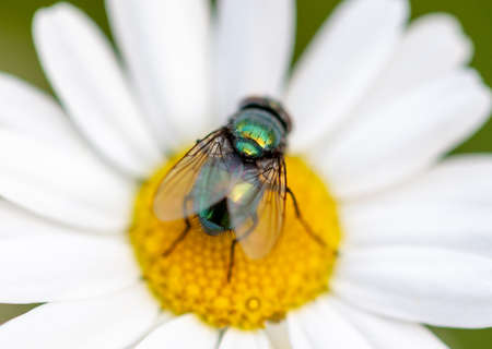Fly on a chamomile flower. Close-up