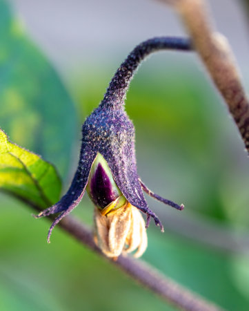 Eggplant in the vegetable garden in summer. Close-upの写真素材