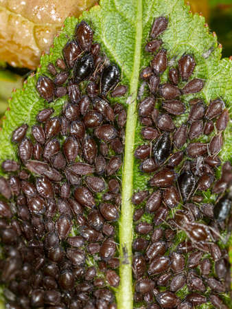 Aphids on a leaf of a tree. Macro