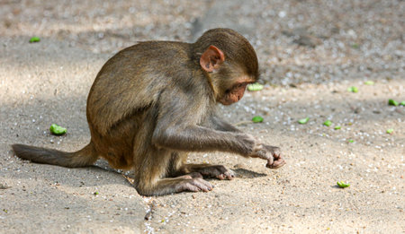 Monkeys eat in the park. Animal mammal