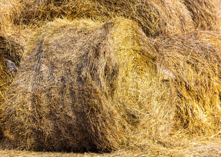 Dry hay lies on the ground on a farm.の写真素材