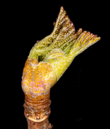 The bud opens on a tree branch. Nature in the spring.