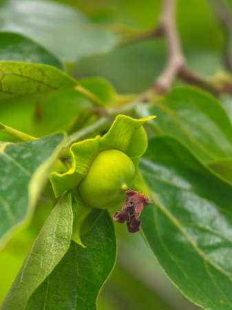 Green persimmon on the branches of a tree. Close-up