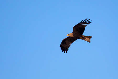 Eagle in flight against the blue sky. Predatory birdの写真素材