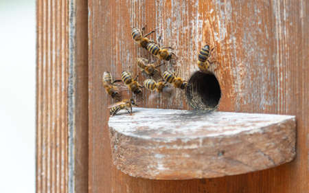 Bees on a beehive in an apiary. Close-upの写真素材