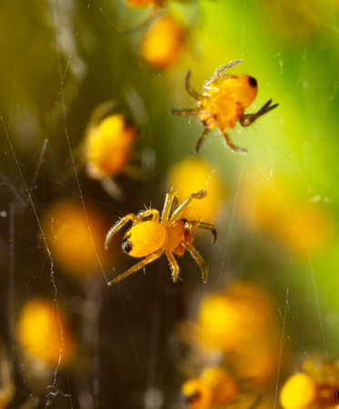 Close-up of small yellow spiders in nature. Macroの写真素材