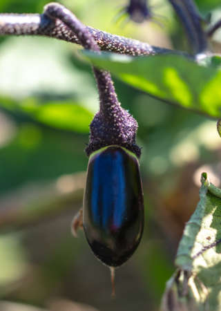 Eggplant in the vegetable garden in summer. Close-upの写真素材