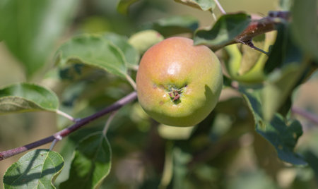 Apples on tree branches in summer. Close-upの写真素材