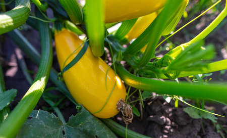 Yellow zucchini fruits on a plant. Close-upの写真素材