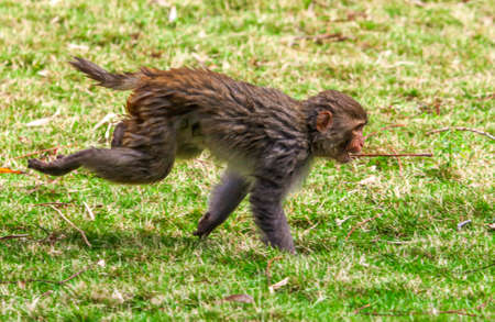 Monkey runs on the grass in the park. Animal mammalの写真素材