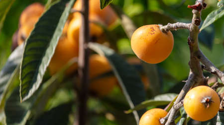Ripe yellow medlar on the branches of a tree.