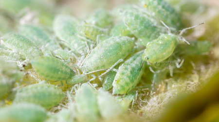 Close-up of aphids on a tree leaf. Macroの写真素材