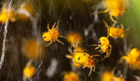 Close-up of small yellow spiders in nature. Macro