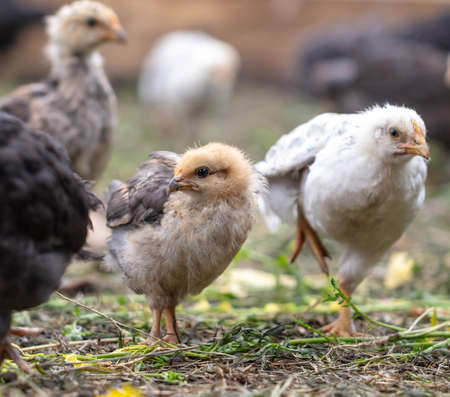 Portrait of a little chicken on the farm. Close-upの写真素材