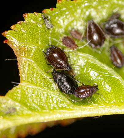 Close-up of aphids on a tree leaf. Macro