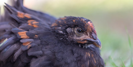 Portrait of a chicken on the farm.