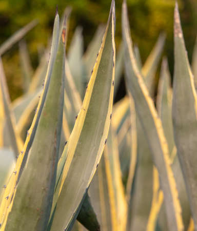 Thorns on the agave in the park. Close-up