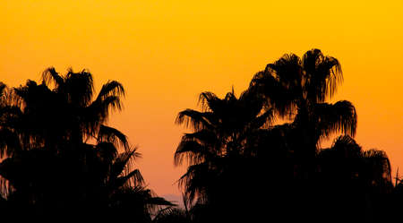 Silhouette of palm trees at sunset .Nature