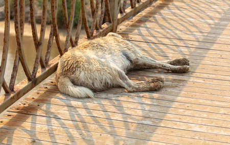 The dog sleeps on the road in the city.の写真素材